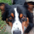 hungrigem Wachhund und