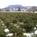 Christbaumplantage Blick gegen Norden