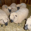Shropshire-Schafe