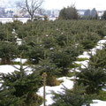 Christbaumplantage Blick gegen Süden