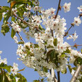 Kirschenblüten