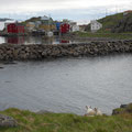 Vesteralen  (île de Langoya) -  Nyksund - Un village de pêcheurs abandonné et actuellement en cours de réhabilitation -