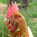 Roussette la poule qui va devant.