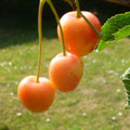 Cerises du jardin