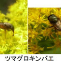 ツマグロキンバエ　10/21　セイタカアワダチソウの花に来る