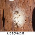ヒラタグモの巣　2/18　スギの樹皮の裏