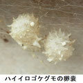 ハイイロゴケグモの卵嚢　９/15　特定外来生物  藤沢市では2018/11確認されている由。