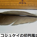 コジュケイの初列風切羽　10/7　羽軸が内側に湾曲し硬い