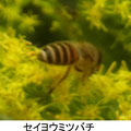 セイヨウミツバチ　10/21　セイタカアワダチソウの花に来る　単にミツバチと称する
