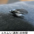 ユキムシ（通称）の仲間　12/3　白腺物質を分泌し、雪が舞うように飛ぶアブラムシ