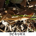 クビキリギス　2/19　褐色型