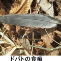 ドバトの食痕　2/27　暗い林床にあり、樹冠上空を飛ぶドバトが林にいた猛禽類に襲われた