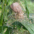 イオウイロハシリグモのまどい（卵嚢から出た孵化した蜘蛛の集まり）