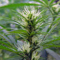 weibliche Hanf (Cannabis) Blüten