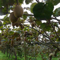 sous les kiwis