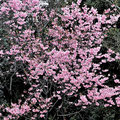 満開の桜「ヨウコウ」