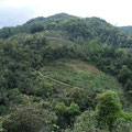 Notre belle montagne et sa jungle #taphin