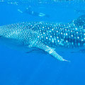 Whale Shark with snorkelers, Ningaloo Reef Western Australia. flickr Jaygirl99 licenced under CCBY-SA