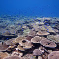 The reef slopes of Lady Musgrave Reef and Erskine Reef, pictured here, from AIMS 2017