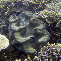 Clam Cairns,from flickr mattk1979, licenced as CCBY-SA