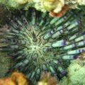 Sea Urchin. image from http://www.ausmarinverts.net/