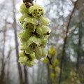 キブシ_雄蕊だけの雄花、雌蕊だけの雌花、両方ある花も
