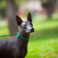 Estrella