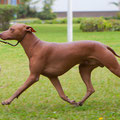 Sinchi 