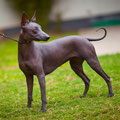 Estrella