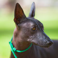 Estrella