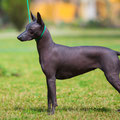 Estrella