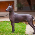 Estrella