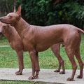 Sinchi and Rawa