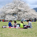 「ピクニック」芦ノ湖 / 熊野(進)：箱根園の一本桜のそばでピクニックのお弁当タイムです。