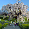 「来客前のお掃除」福島県 三春町 / 水田：滝桜、寒い朝だったがジャスト満開に感動。
