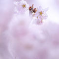 「やさしさに包まれて」南足柄市 / 猪狩：前景に桜を入れて全体を桜色で包み込むように撮影しました。