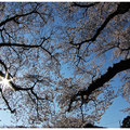 「朝の公園」大和市 / 大津：西鶴間の慰霊塔公園です。朝日が出ていたので、魚眼レンズで 逆光で撮りました。