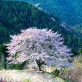 「飯能の一本桜」飯能 / 畠山：ここは武蔵の国吾野から顔振り峠に行く途中の山の中人知れず咲いています。