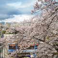 「花曇り」横浜市 港南区 / 飯島：団地の敷地内にある巨大な古木桜を花曇りの時に、撮影した写真です。