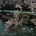 「船上のお花見」横浜市 大岡川 / 水田：散り始めたが花はほぼ満開だった。