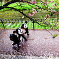 「帰り道」横浜市 栄区 / 飯島：桜が散る頃、部活動を終えていつもの帰る道筋を撮影しました。