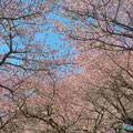 桜を見上げて！