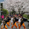 「やまきた桜祭り」神奈川県 山北町 / 矢形：例年周辺のよさこい愛好会が多数集まり、演舞を繰り広げまつりを盛り上げます。今年は新型コロナ感染拡大のため中止になってしまいました。