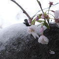 「雪の重さに耐えて」藤沢市 / 榎本：桜の満開の時期に雪が降り、桜の花は重さで下を向きましたが、少しずつ上を向き始めました。