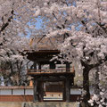 「桜に埋もれて」山梨県 笛吹市 / 松田：慈眼寺というお寺の山門は古い古い鐘楼ですが、春には満開の桜に埋もれて鐘楼が見難くなります。寺の周りは桃花盛りでした。