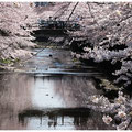 「川面に映えて」町田市 / 大津：成瀬の恩田川です。川面に映った桜を撮りました。