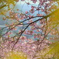 菜の花を前ボケにしてみました