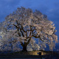 「青の中で」山梨県 韮崎市 / 松田：鰐塚の一本桜です。桜の季節にはライトアップされて夜桜を楽しめます。形がきれいな方向からの眺めです。