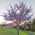 「夕闇に咲く」鎌倉山 / 熊野(進)：日没ご茜色に染まる風景の中に1本の満開の桜逆光で夕闇に包まれる中に淡い桜の花びらがとても美しくシャッタースマホで切りました。