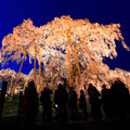 「三春 滝桜」福島県 三春町 / 坂口：日本三大桜の一つで見事です。樹齢1000年以上と推定されています。薄紫色の小さな花を無数に咲かせ見事です。